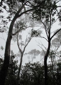 A Walk in the Clouds #1 by Kitsmumma Fine Art Photography