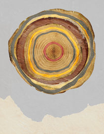 Tree Rings by Rachael Shankman