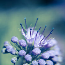 Heavenly blue by Jason swain