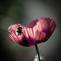 Lensbaby Poppy Pollination  by Jason swain