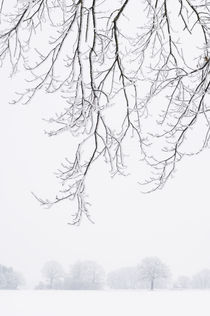 Frosty branches and trees on a foggy morning. by Tom Hanslien