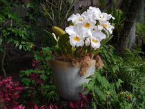 White Cattleyas, Blue Pot by Jennifer Nelson