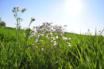 Wiesenschaumkraut von Jens Uhlenbusch