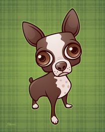 Zippy the Boston Terrier  by John Schwegel