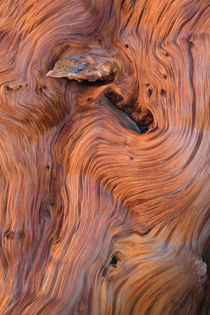 Rhythms in Bristlecone Pine Wood von Lee Rentz