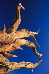 Bristlecone Pine and Clear Blue Sky by Lee Rentz
