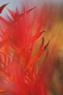 Fireweed in Autumn 2 by Lee Rentz