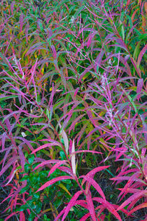 Fireweed in Autumn von Lee Rentz