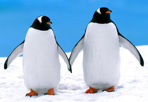 Gentoo Penguins Holding Hands by Lee Rentz