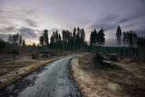 Dämmerung im Wald von Evgeny Dryakhlov