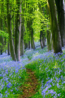 Bluebells in Prior's Woods von Craig Joiner