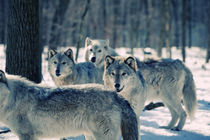 Wild pack von Vladimir Gramagin