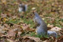 Two squirrels in the park by Vladimir Gramagin