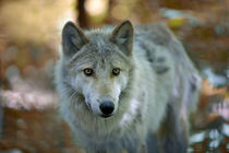 Grey wolf. Autumn by Vladimir Gramagin