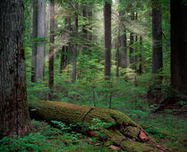 Old Growth Forest von Leland Howard