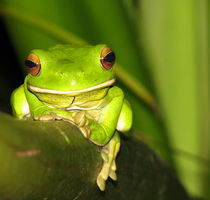 Green Frog von emanuele molinari