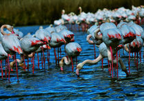 bird flamingo drinking by emanuele molinari