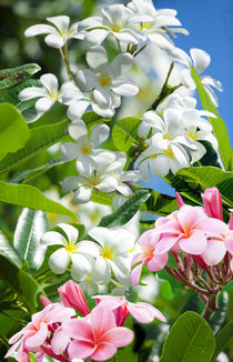 Hawaiian plumerias by Sean Davey