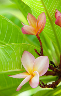 'pink plumeria flowers' von Sean Davey