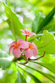 Pink Plumerias von Sean Davey