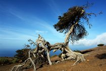 El Sabinar, Zedernwacholder auf El Hierro 2 von Frank Rother