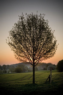 Morgenstimmung am Vogelsberg XI von Thomas Schaefer