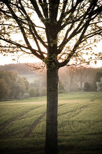 Morgenstimmung am Vogelsberg X by Thomas Schaefer