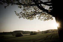 Morgenstimmung am Vogelsberg VII von Thomas Schaefer