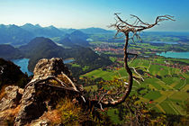 the tree on the Bavaria Landscape von Pedro Liborio