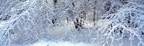 Schneebedeckter Winterwald by Intensivelight Panorama-Edition