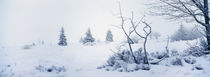 Winter im Moor von Intensivelight Panorama-Edition
