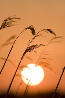 Setting Sun and Reeds