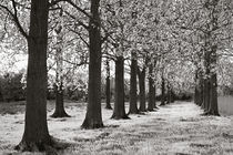 Poplar Trees von Geoff du Feu