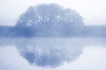 Misty Tree at Dawn by Geoff du Feu