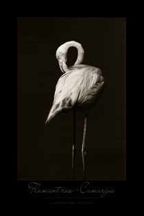 Flamingo von Severine Pillet