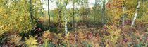 Herbstlicher Birkenwald by Intensivelight Panorama-Edition