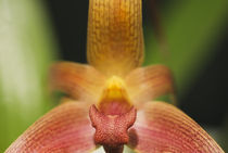 Close-up Colorful Orchid von Melissa Salter