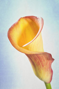 Calla Lily von Geoff du Feu