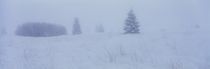 Winternebel im Moor by Intensivelight Panorama-Edition