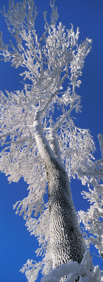 Blau-weisser Baum von Intensivelight Panorama-Edition