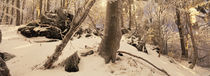 Winterwald 3 von Intensivelight Panorama-Edition