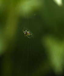 spider web von emanuele molinari