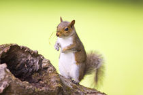 Squirrel and Grass by Geoff du Feu