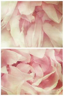 Spring - Roses - Palest of Pinks von Sybille Sterk