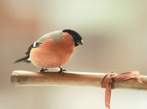 Bullfinch von Ksenia Sinyavina