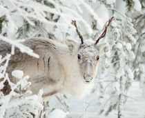 Reindeer von Ksenia Sinyavina