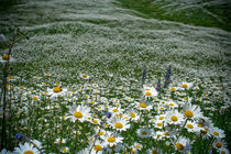 Chamomile meadow. by Anna Vesna