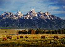 Buffalo Wild by Leland Howard