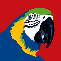 Blue and yellow macaw by sebastiano ranchetti