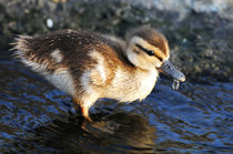 Baby Duck von Eye in Hand Gallery